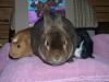 Redwood, Chocolate, and Muffin