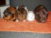 Casper and the Gals
