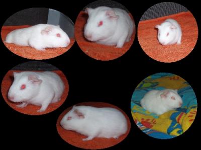 Casper's Collage