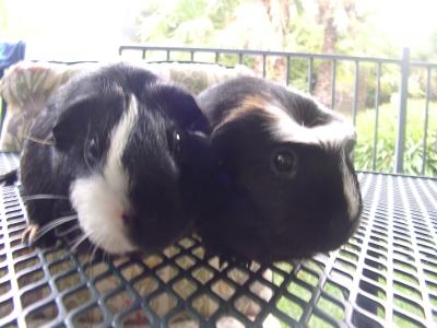 Muffin and Coco