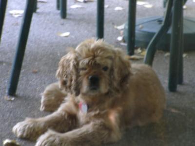 Buffy